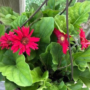 Meet your Posher, Mary